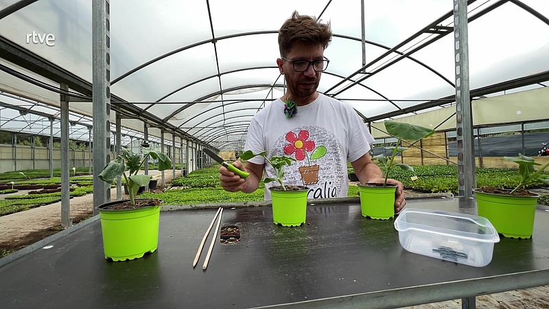 T'ensenyem com fer un empelt de síndria en una planta de carabassa