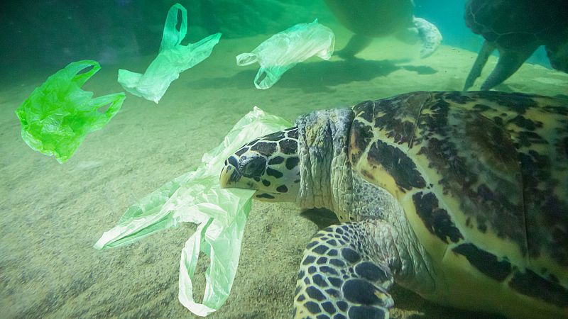 El plástico, contaminando tierra, aire, mar y cuerpos humanos