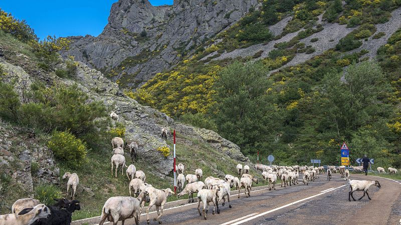 Un brote de viruela ovina deja a unas 15.000 cabezas de ganado trashumante atrapadas en Ciudad Real