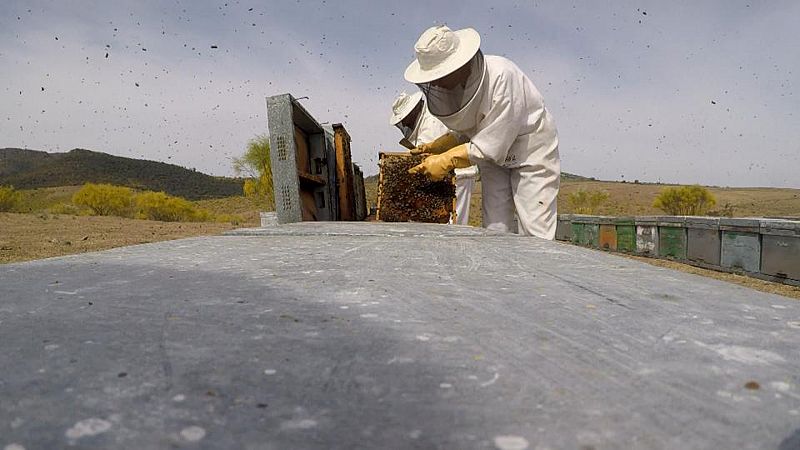 La supervivencia de las abejas