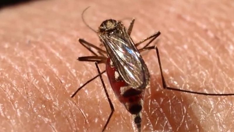 'Si te pica, ¡notifica!': Sanidad lanza la aplicación 'Mosquito Alert' para crear el primer mapa de picaduras de España