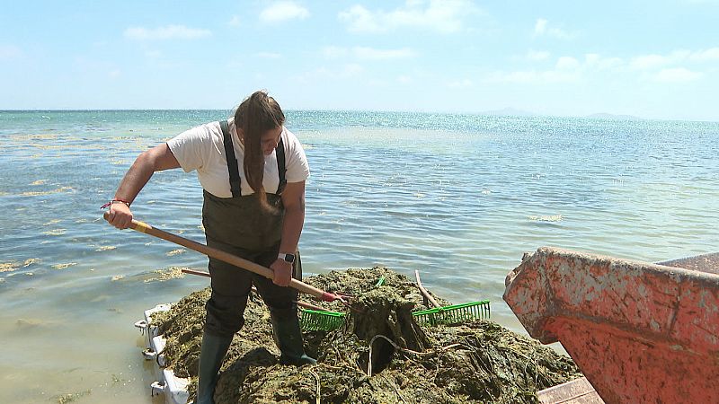 El Mar Menor intenta recuperarse tras el colapso