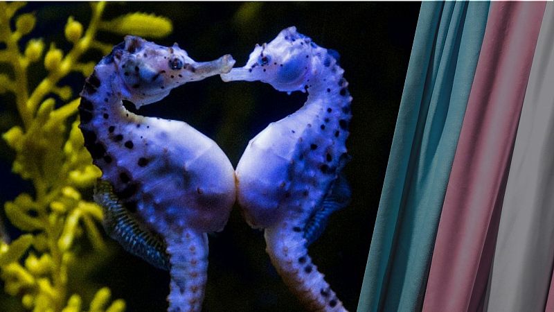 Gestación masculina y caballitos de mar: ¿por qué se utiliza este término?