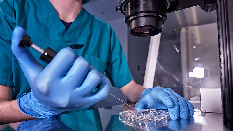 Un equipo de científicos crea embriones humanos sintéticos con células madre sin óvulos ni esperma