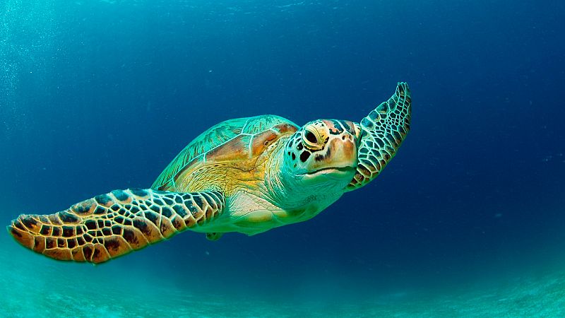 Lo que no sabías de las tortugas marinas, uno de los animales que más tiempo lleva en la Tierra