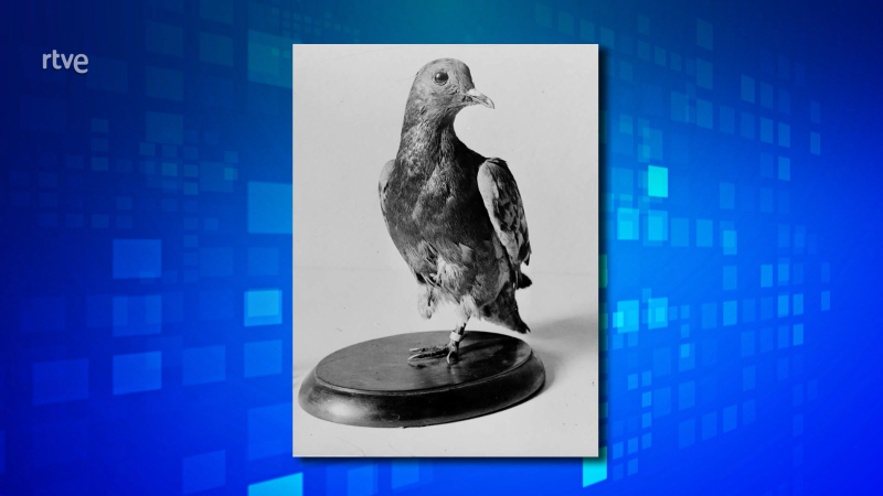 'Cher Ami', la paloma que salvó decenas de vidas