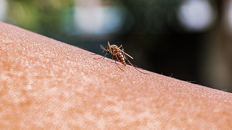 Científicos descubren una vía para desorientar y desactivar el parásito de la malaria