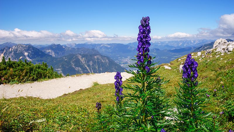 Un excursionista de Girona, grave tras ingerir anapelo azul, la planta más venenosa de Europa