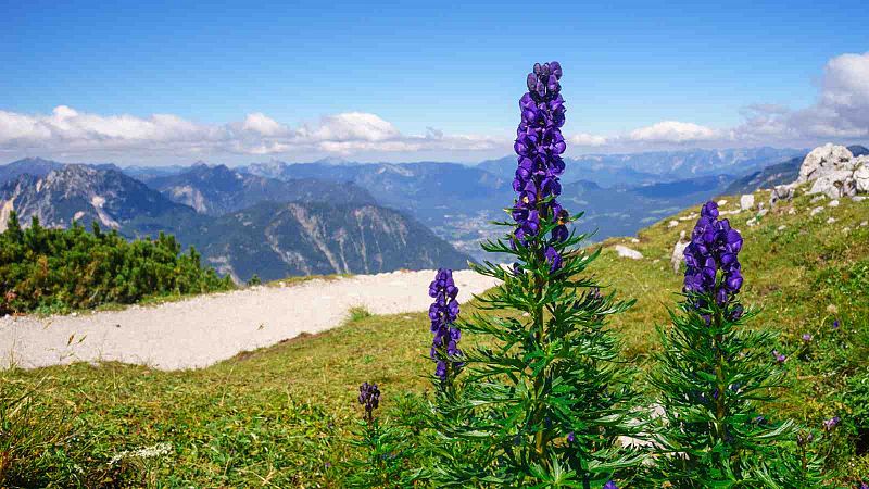 Un excursionista de Girona, greu després d'ingerir tora blava, la planta més verinosa d'Europa