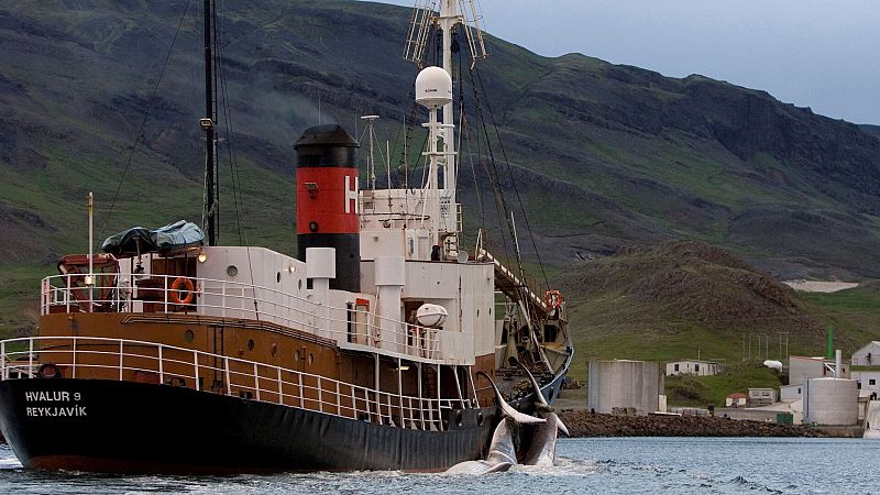 Islandia suspende temporalmente la caza de ballenas por infringir la ley de bienestar animal
