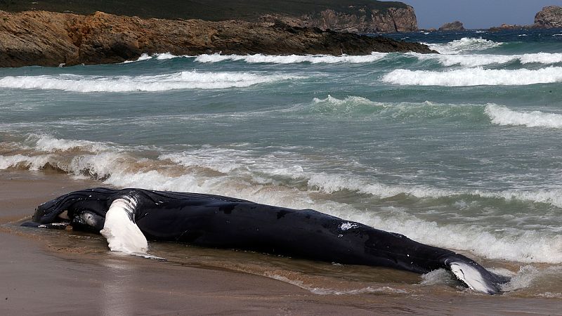 Aparece en una playa de Ferrol el cadáver de una ballena jorobada