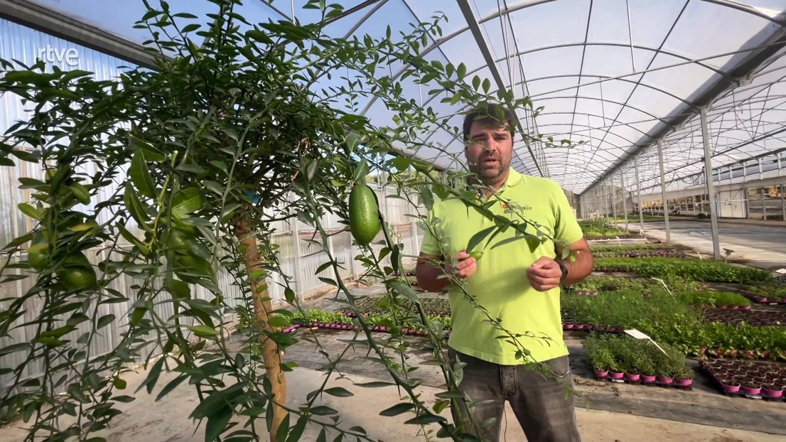 Va de Verd - Caviar cítric - Veure ara