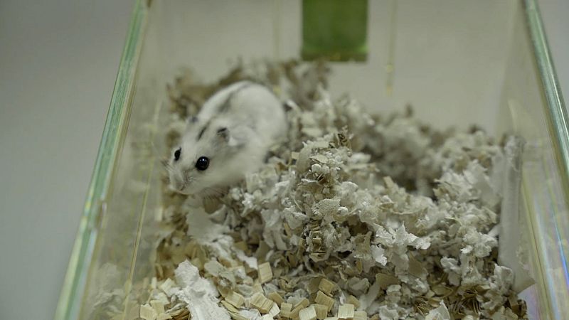 Guía práctica para hibernar, explicada por los hámsteres a los humanos