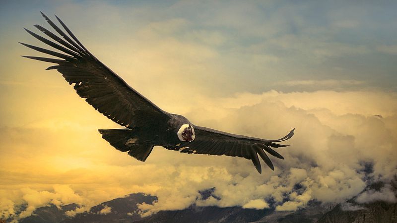 ¿Por qué son capaces de volar las aves?