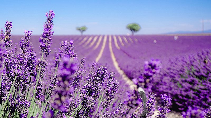 El tesoro prpura de Brihuega: los campos de lavanda se convierten en un imn para el turismo