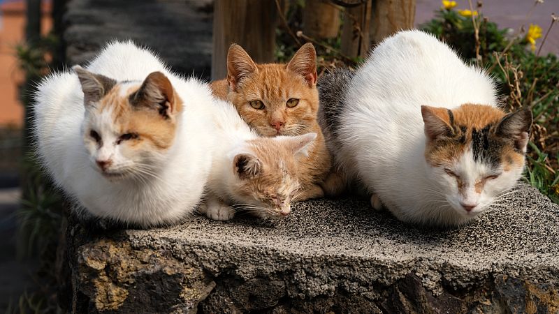 Erradicar o proteger a los gatos asilvestrados: el dilema al que se enfrenta Canarias para conservar su fauna endémica
