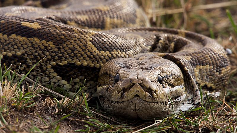 Lo que no sabas de las serpientes: estas son las ms letales!