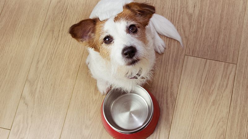Da Mundial del Perro: puede comer la misma comida que su dueo?