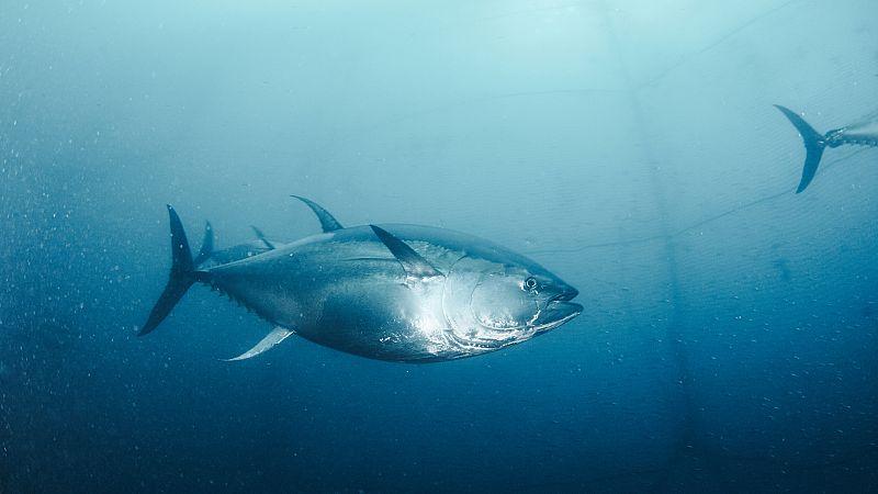 Científicos españoles consiguen por primera vez la reproducción del atún rojo atlántico en tierra