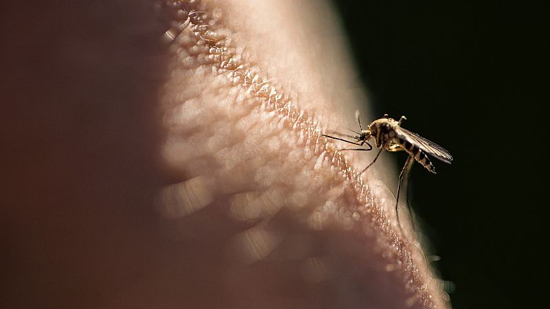 Idean un "mapamundi" interactivo de los mosquitos para ayudar a combatir la malaria