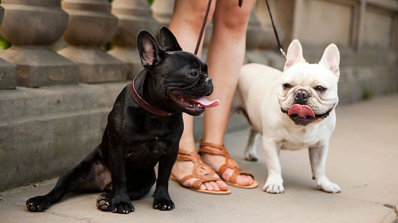 Solo la mitad de los perros sobrevive a un golpe de calor: qué síntomas sufren y cómo actuar