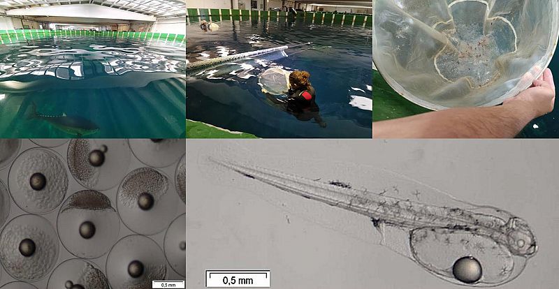 El Centro Oceanogrfico de Murcia logra por primera vez la reproduccin del atn rojo en instalaciones de tierra