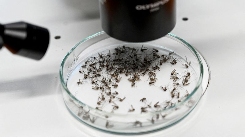 El CSIC vincula el aumento de mosquitos en las ciudades con el agua estancada en fuentes y alcantarillas