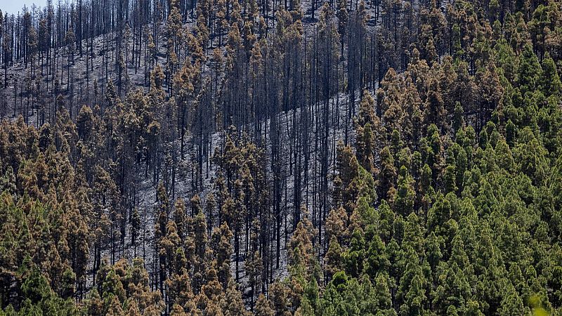 Estabilizado por completo el incendio forestal de Gran Canaria que ha afectado a unas 480 hectáreas