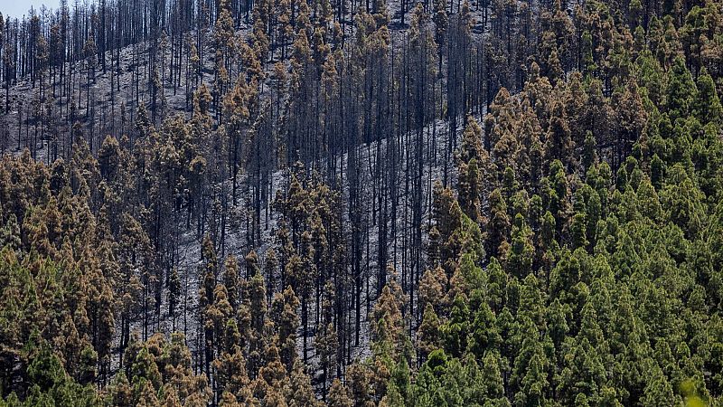 Estabilizado por completo el incendio forestal de Gran Canaria que ha afectado a unas 480 hectáreas