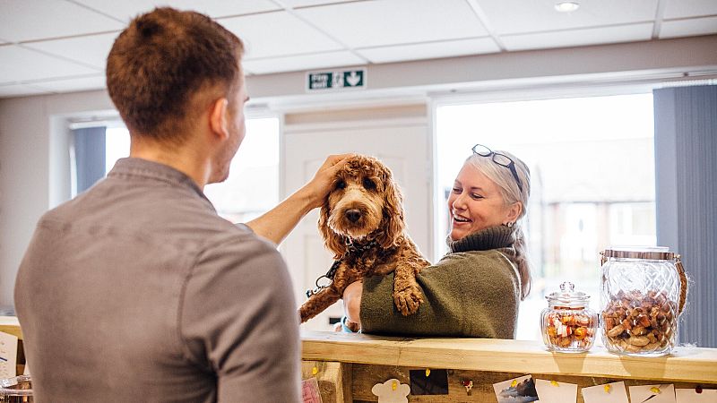 Las guarderías y los hoteles para mascotas, una "necesidad" en aumento: "No se sienten solos y tú te quedas tranquilo"