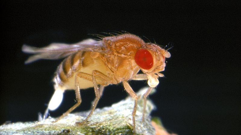 Científicos modifican la genética de una mosca de la fruta para que pueda reproducirse sin un macho