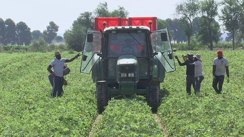 Salen los primeros melones de la temporada en Castilla-La Mancha