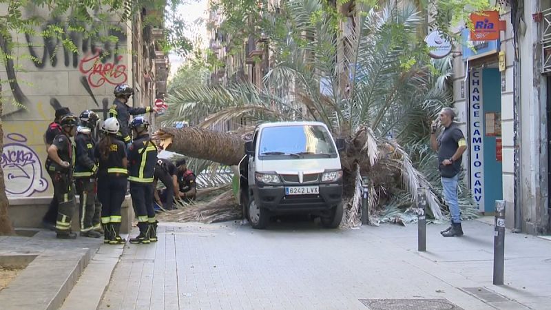 Investiguen les causes de la caiguda mortal d'una palmera