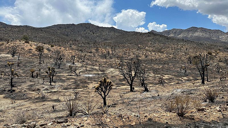 Un incendio forestal en California causa un daño irreparable a los simbólicos árboles de Josué