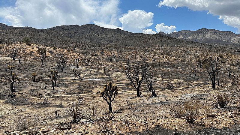 Un incendio forestal en California causa un daño irreparable a los simbólicos árboles de Josué