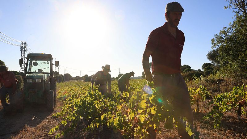 El cambio climático, una realidad "innegable" que modifica la vendimia: "Afecta a la cantidad y a la calidad de la uva"