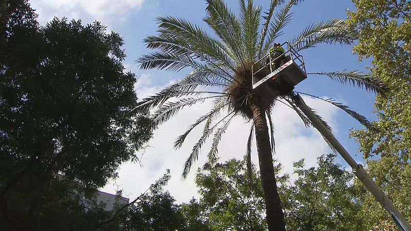 Barcelona retira 8 palmeres des de l'inici de les revisions preventives