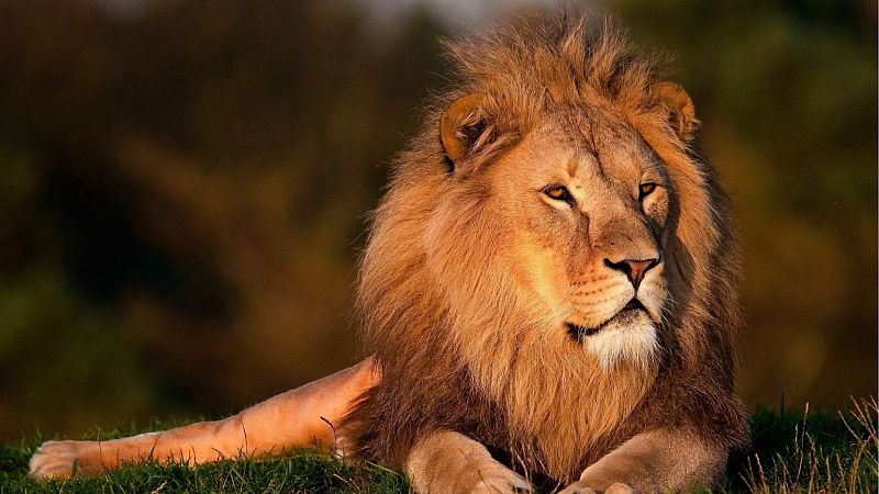 Da mundial del len: 5 cosas que no sabas de "el rey de la selva"