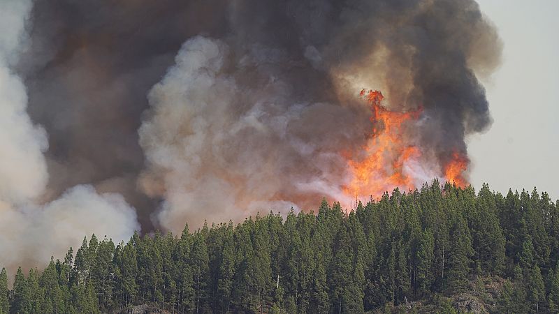 Abandono rural y sequía, un "polvorín" para los incendios: "Replantar no basta, si prende la chispa, se arrasa todo"