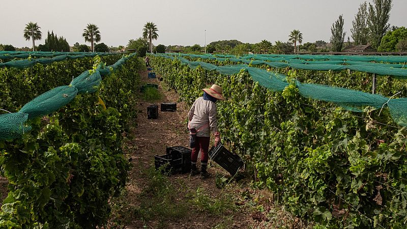 Muere un hombre de 58 aos mientras trabajaba en el campo en la localidad cordobesa de Montilla, en alerta por calor