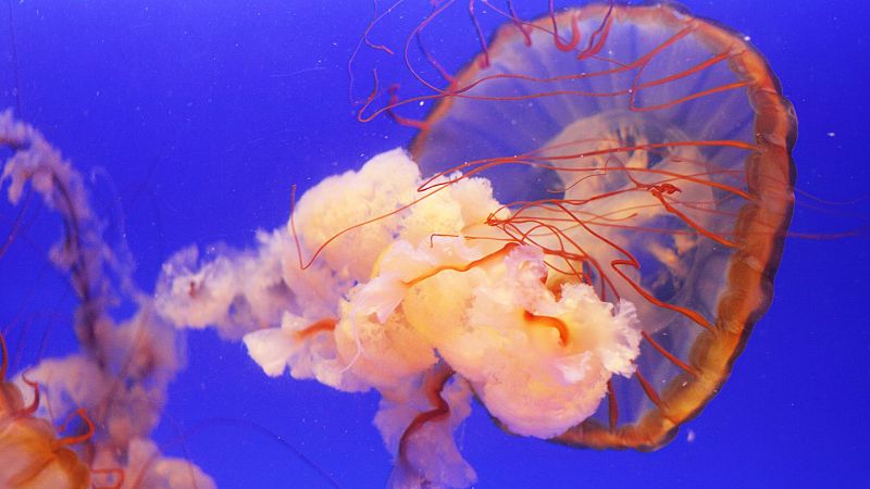 Picaduras de medusa: mitos y trucos para combatirlas