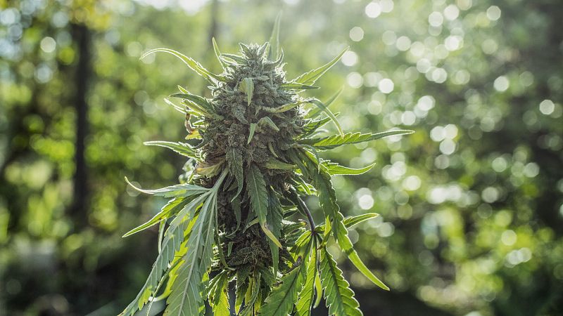 El Gobierno alemán aprueba la "legalización controlada" del consumo de cannabis