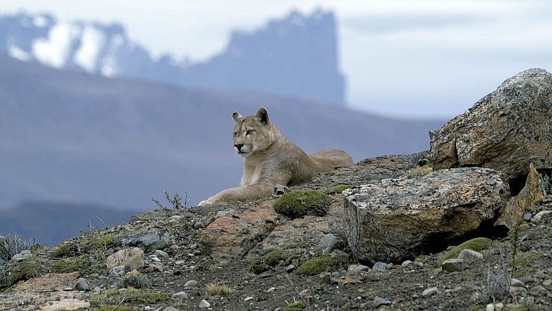 ¿Por qué deberías ver 'Panteras'? La docuserie que no solo habla de naturaleza, en RTVE Play