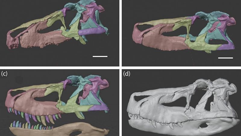 Un enorme reptil, anterior al periodo Jurásico, tenía menos mordida que los cocodrilos