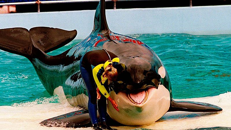 Muere Lolita, la orca cautiva desde 1970 en Miami