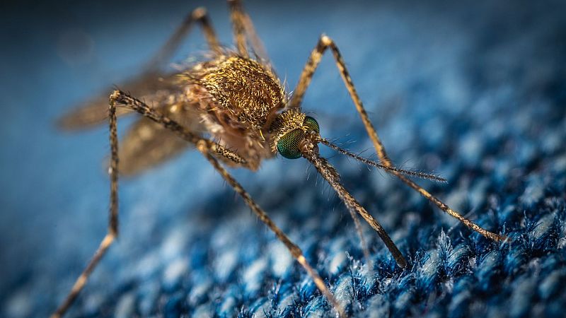 Cmo evitar las picaduras segn el insecto: Mosquito, abeja, avispa o araa?
