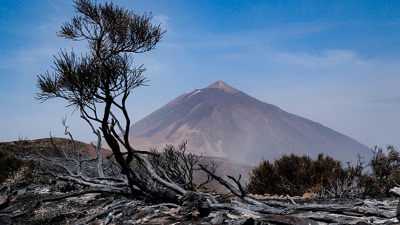 Tenerife se encomienda a su "ave fénix", el pino canario, para recuperar el "pulmón" perdido tras el incendio