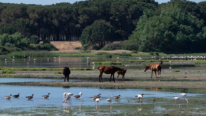 La Unesco pide a Espaa un informe sobre el estado de conservacin de Doana y medidas para frenar su deterioro