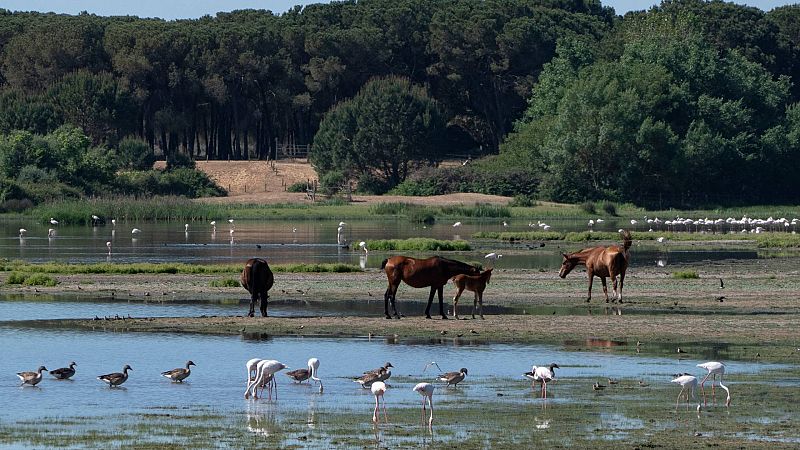 La Unesco pide a España un informe sobre el estado de conservación de Doñana y medidas para frenar su deterioro