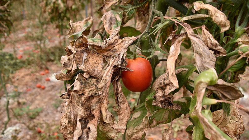 Menos cosechas y precios más altos: el reto de producir y cultivar en la España de las sequías